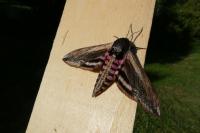 Sphinx ligustri