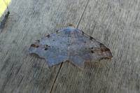 Macaria alternata