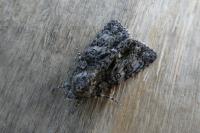 Acronicta rumicis