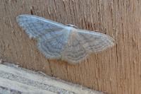 Idaea subsericeata