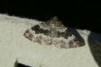 Epirrhoe alternata