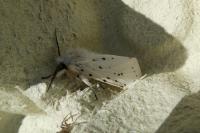 Spilosoma lubricipeda