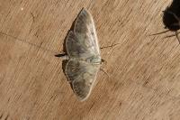 Patania ruralis