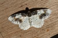 Ligdia adustata