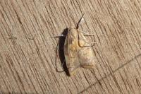 Carcina quercana