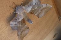 Laothoe populi