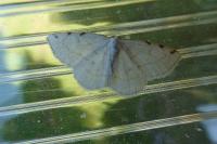 Stegania trimaculata