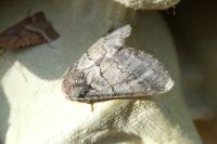 Gluphisia crenata