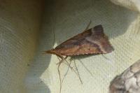 Synaphe punctalis