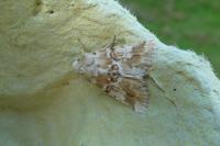 Eremobia ochroleuca