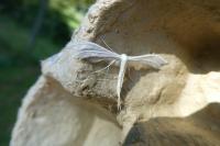 Pterophorus pentadactylus