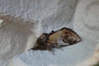 Notodonta ziczac