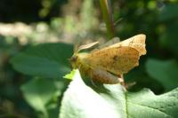 Ennomos alniaria