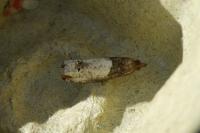 Notocelia roborana