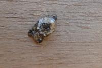 Acleris variegana