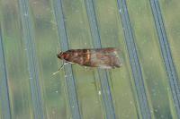 Acrobasis advenella