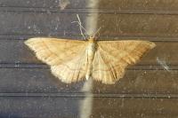 Idaea ochrata