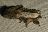 Harpyia milhauseri