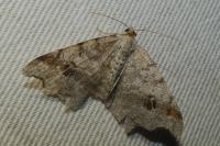 Macaria alternata