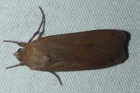 Noctua pronuba