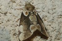Thyatira batis