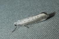 Yponomeuta