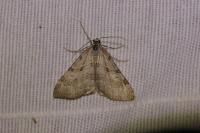 Aplocera efformata/plagiata