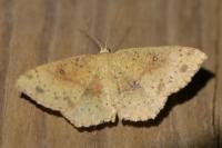Cyclophora porata