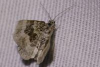 Epirrhoe alternata/rivata