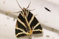 Euplagia quadripunctaria