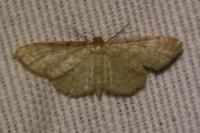 Idaea humiliata