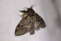 Notodonta dromedarius