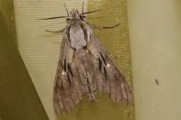 Hyloicus maurorum/pinastri