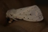 Spilosoma lubricipeda