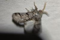 Thaumetopoea pityocampa