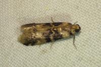 Euzophera pinguis
