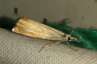 Chrysoteuchia culmella