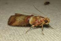 Acrobasis tumidana