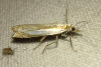 Crambus pascuella