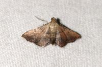 Endotricha flammealis