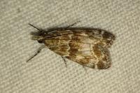Eudonia mercurella