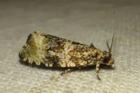 Celypha lacunana
