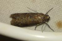 Phycita roborella