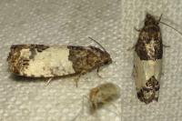 Spilonota ocellana