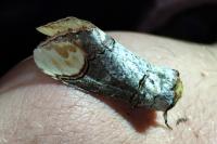 Phalera bucephala