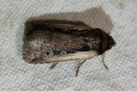 Ochropleura plecta