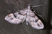 Gymnoscelis rufifasciata
