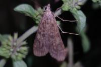 Nomophila noctuella