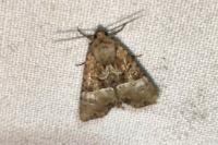 Mesoligia furuncula