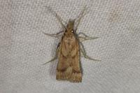 Synaphe punctalis